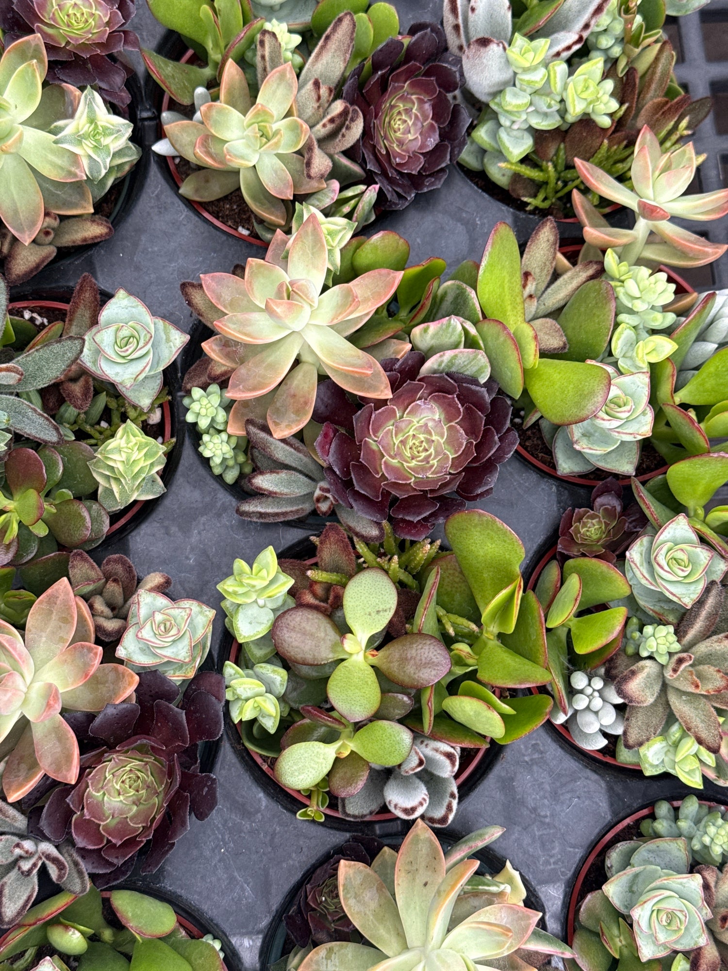 Succulent Garden
