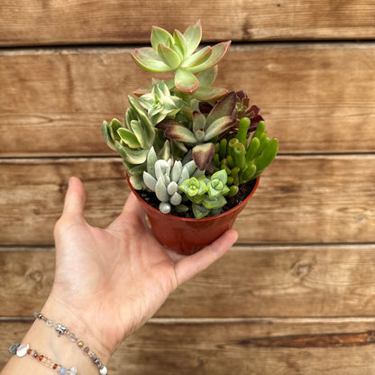 Succulent Garden