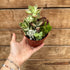 Succulent Garden