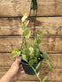Succulent Silver Dollar Vine