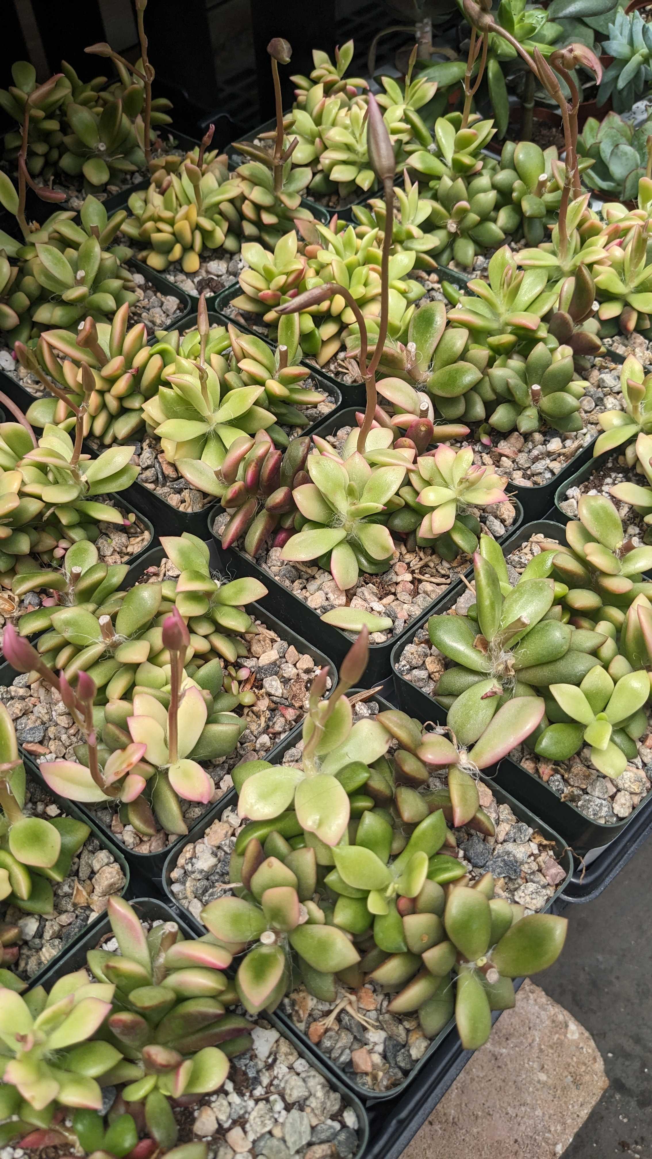Succulent anacampseros sunrise