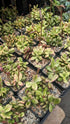 Succulent anacampseros sunrise