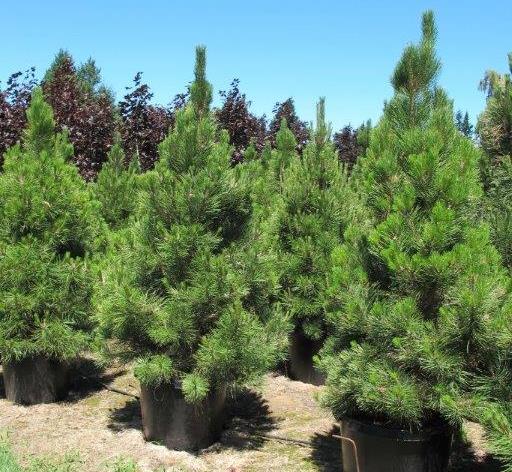 Pine &