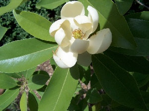 Magnolia &