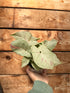 4" Syngonium Milk Confetti plant photo