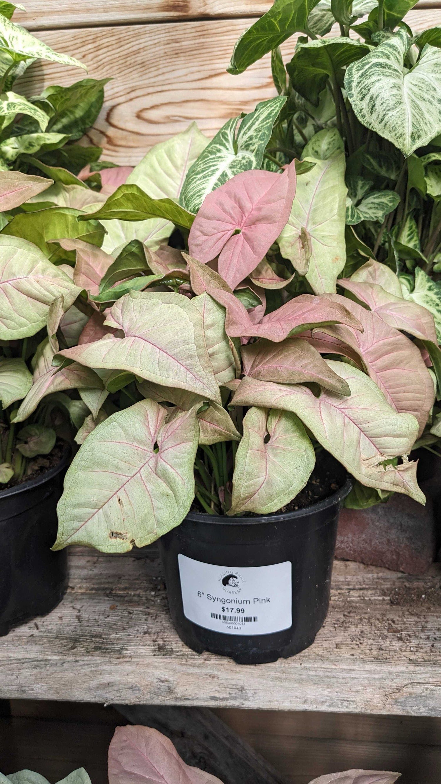 6" Syngonium Pink
