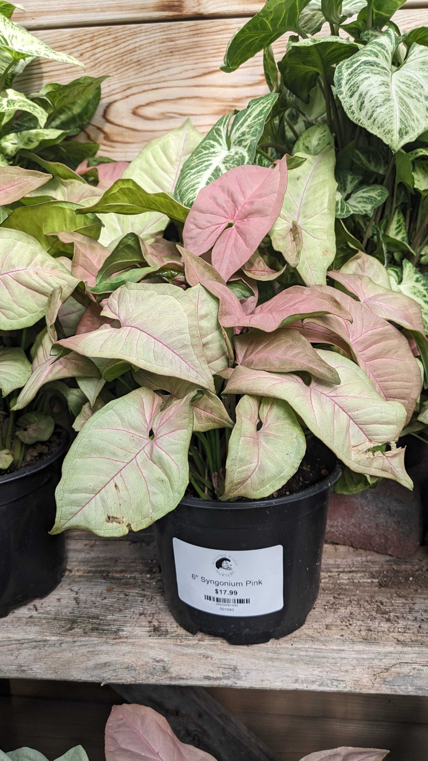 6" Syngonium Pink