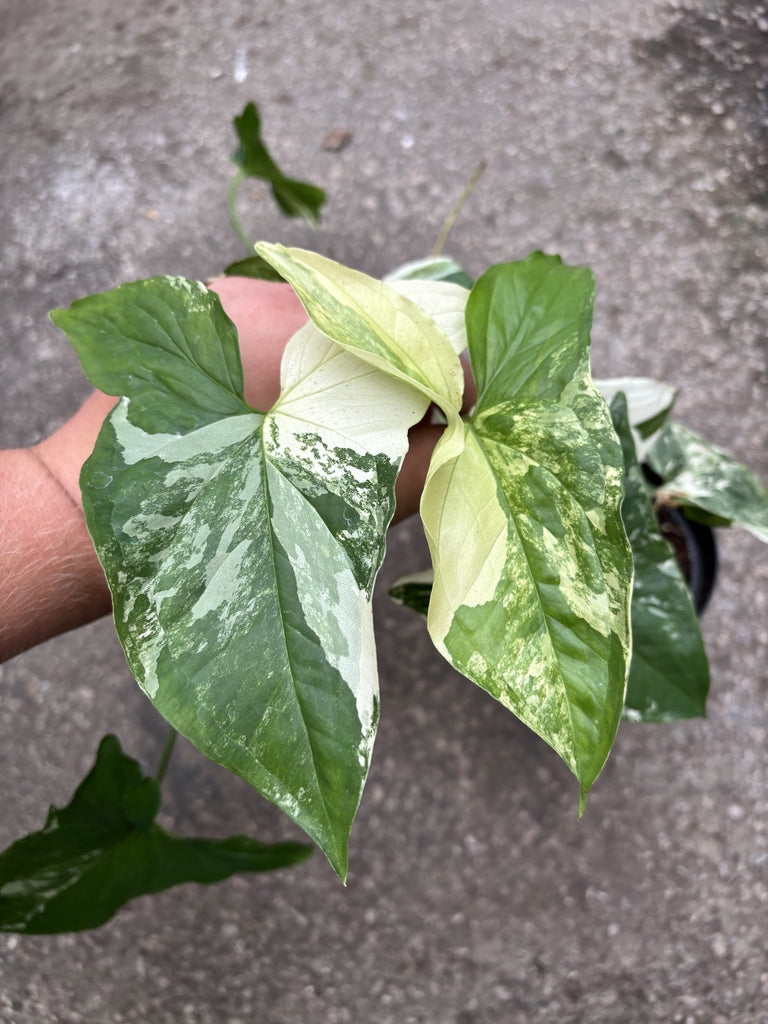 Syngonium Albo
