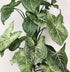 4" Syngonium Batik plant photo