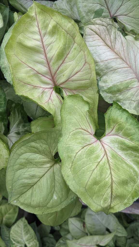 Syngonium Kiwi