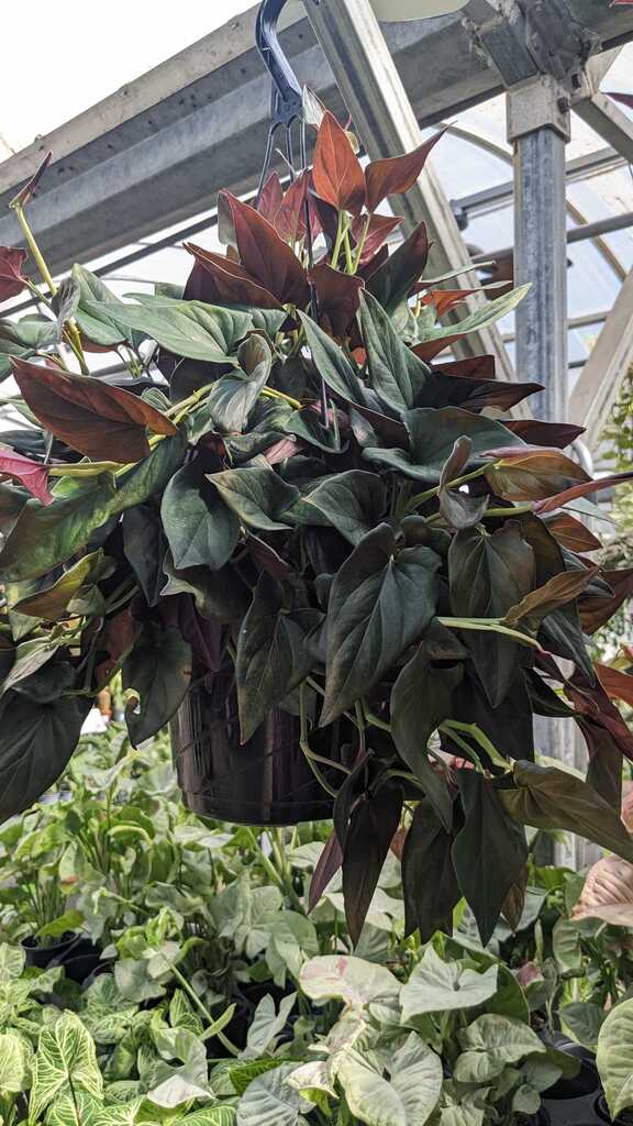 Syngonium Red Arrow