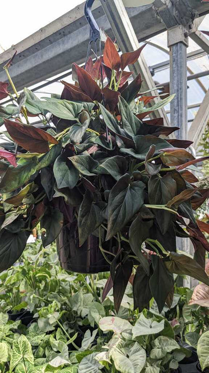 Syngonium Red Arrow