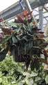 Syngonium Red Arrow