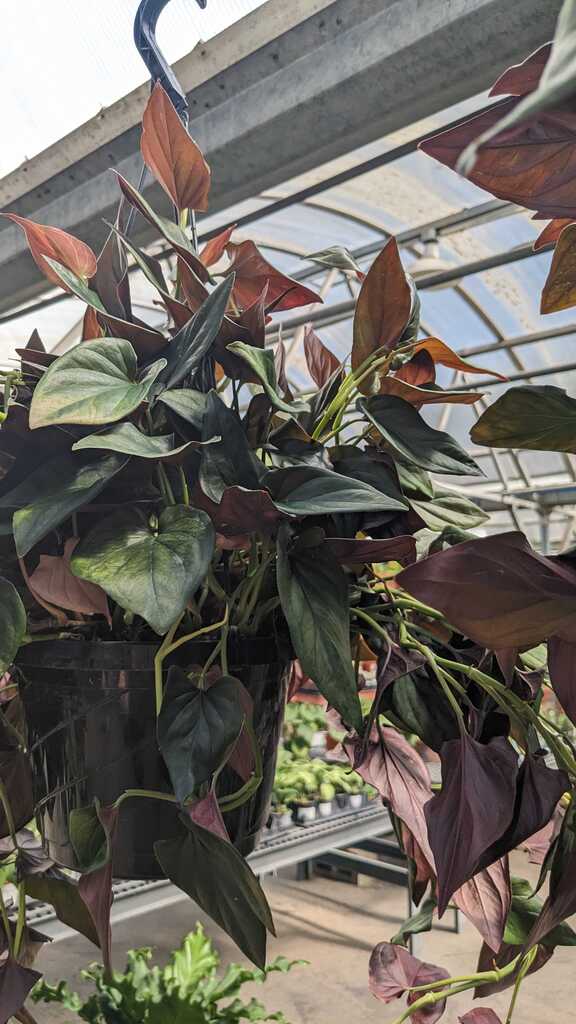 Syngonium Red Arrow
