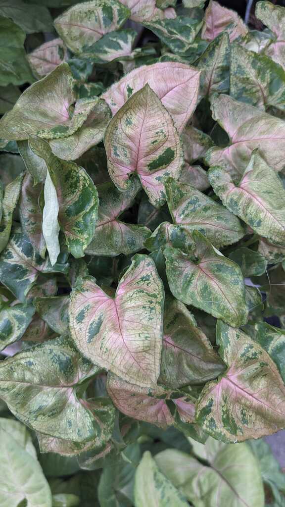 Syngonium Tiffany