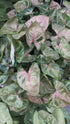 Syngonium Tiffany