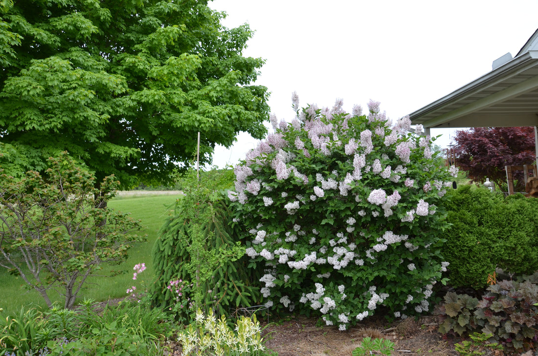 Lilac &