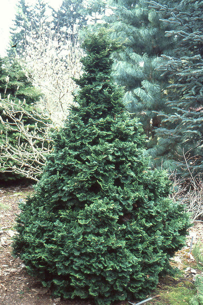 False Cypress, &