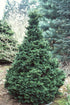 False Cypress, &