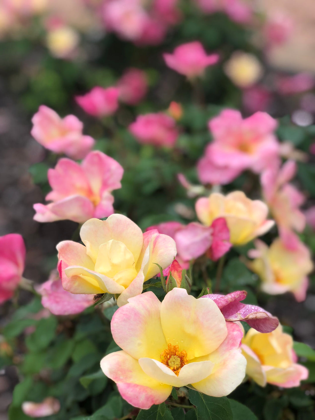 Rose &