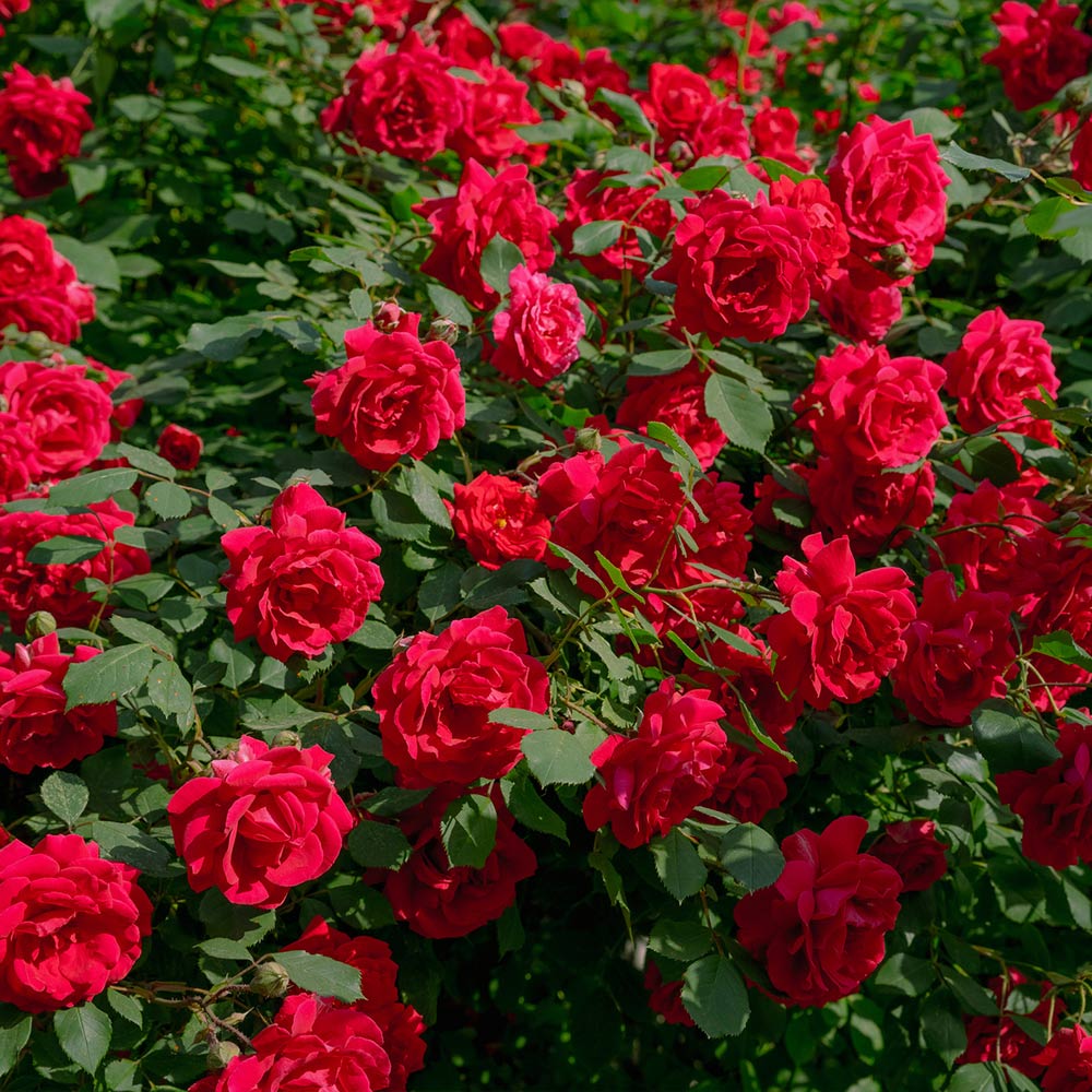 Rose &