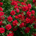 Rose &