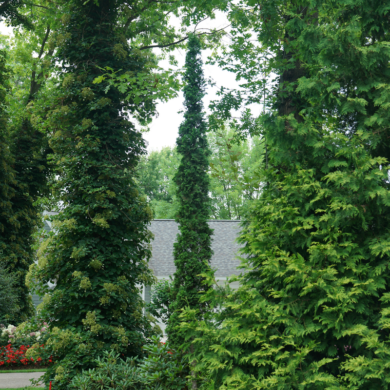 Arborvitae &