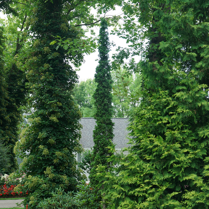 Arborvitae &