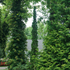 Arborvitae &