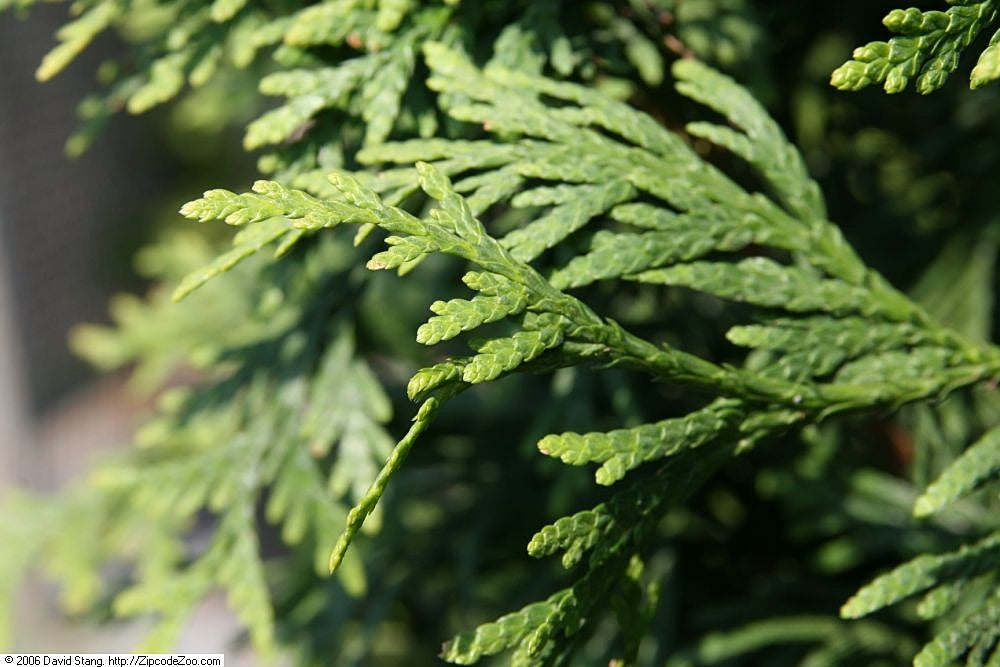 Arborvitae &