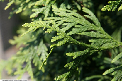 Arborvitae &
