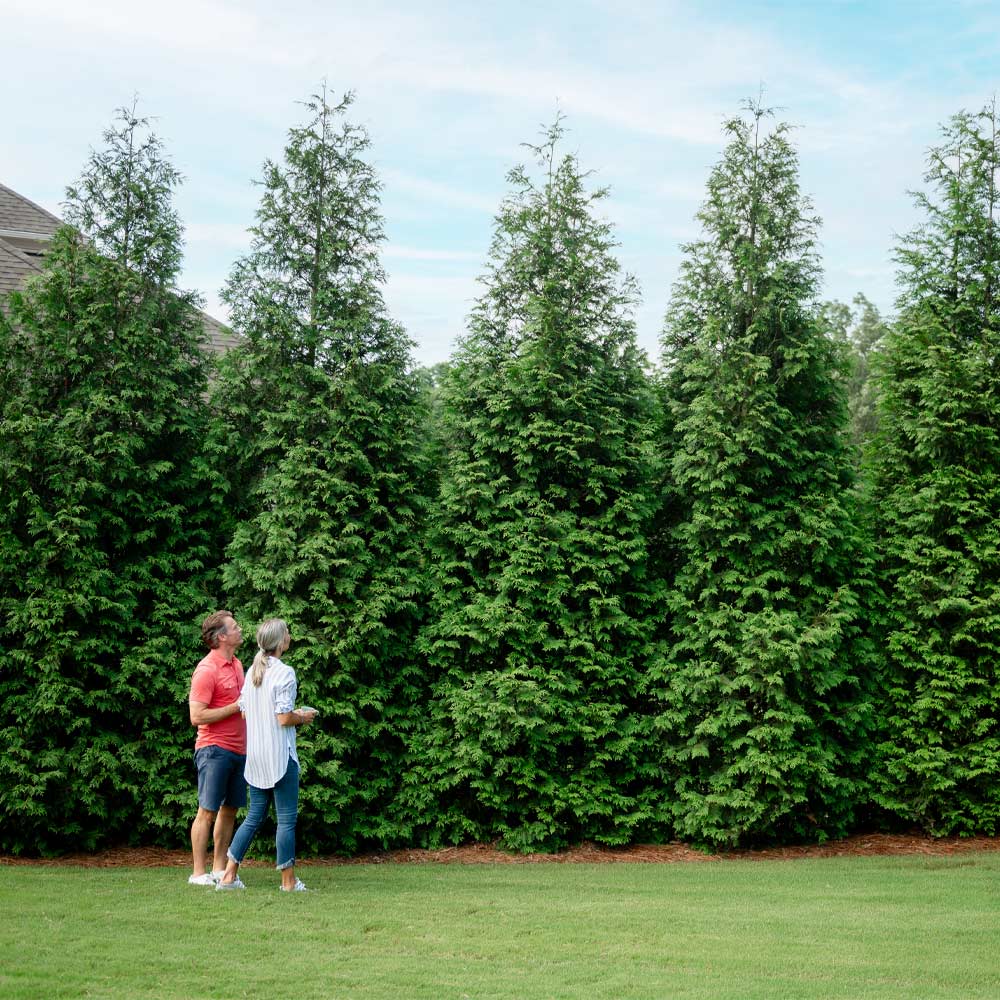 Arborvitae &