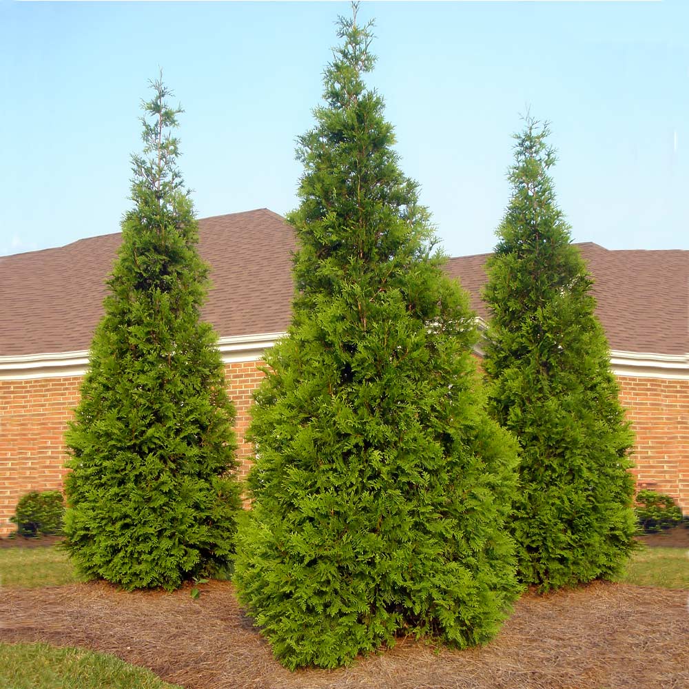 Arborvitae &