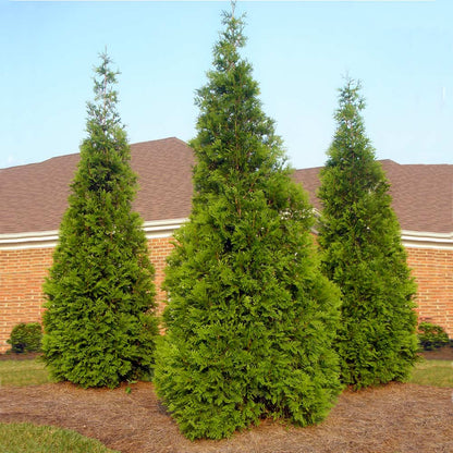 Arborvitae &