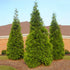 Arborvitae &