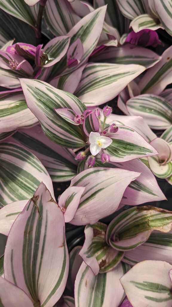 Tradescantia Bubblegum