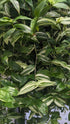 Tradescantia Green