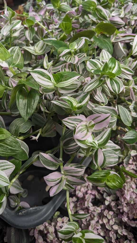 Tradescantia Lollipop