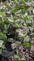 Tradescantia Lollipop