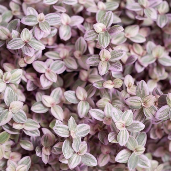 4" Tradescantia Pink Panther plant photo