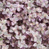 4" Tradescantia Pink Panther plant photo