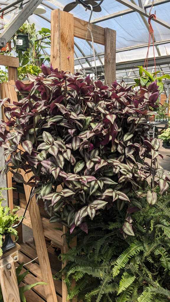 Tradescantia Purple