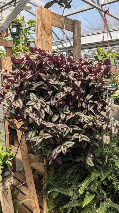 Tradescantia Purple
