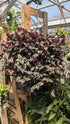 Tradescantia Purple