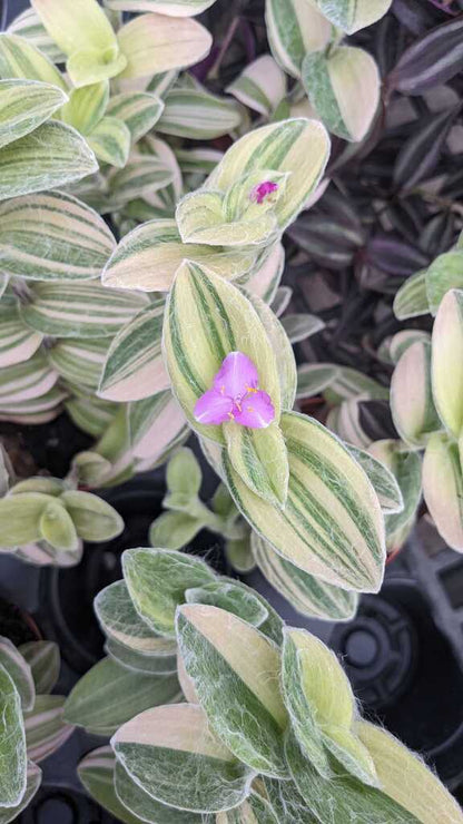 Tradescantia Velvet Stripe