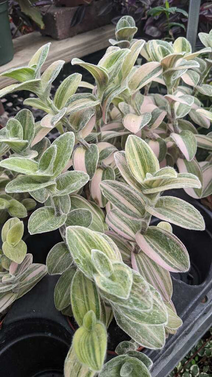 Tradescantia Velvet Stripe