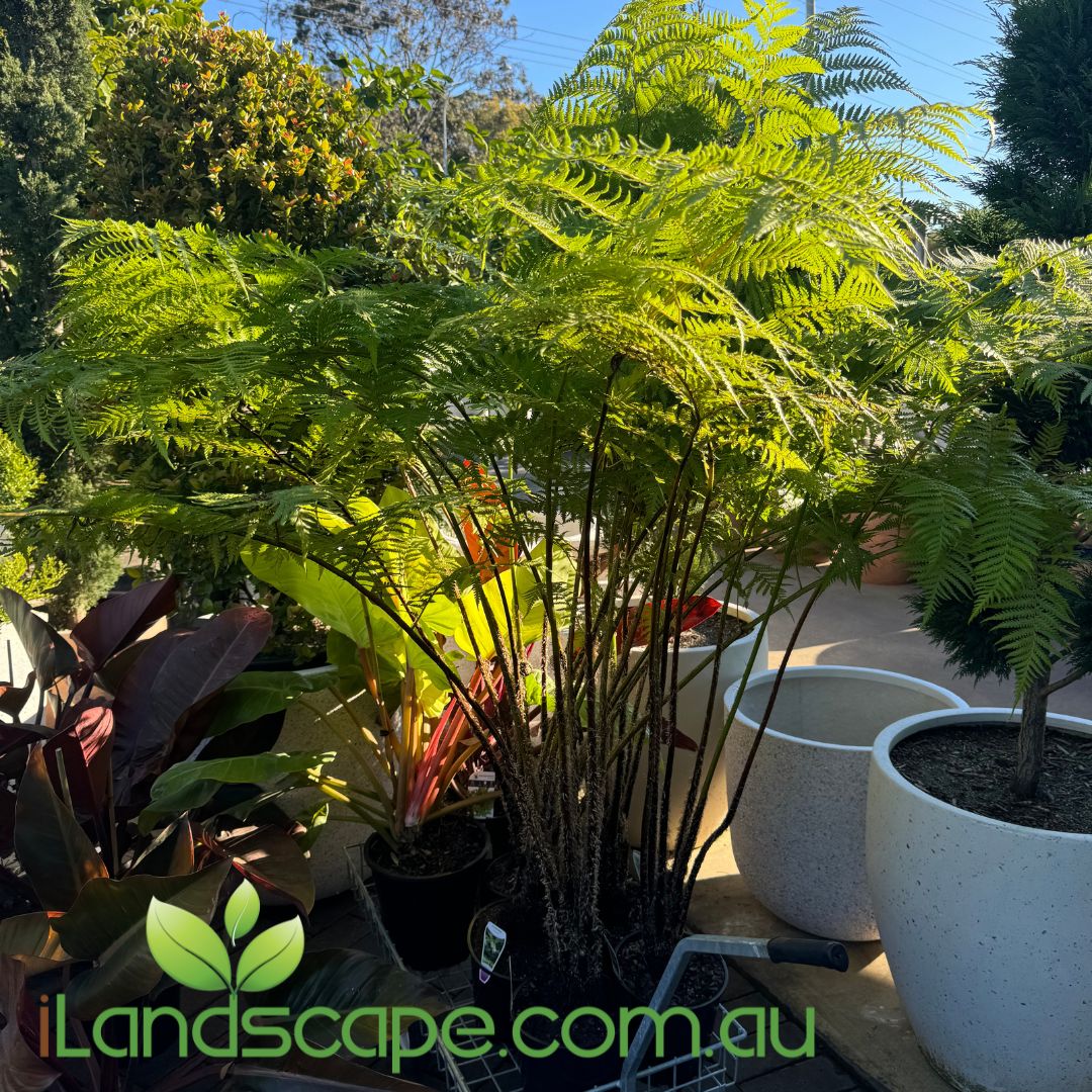 14" Fern Australian Tree plant photo