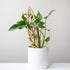 Treleaf 12" anthrulla regular staked cherry product photo