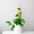 Treleaf 24" anthrulla grande staked cherry product photo