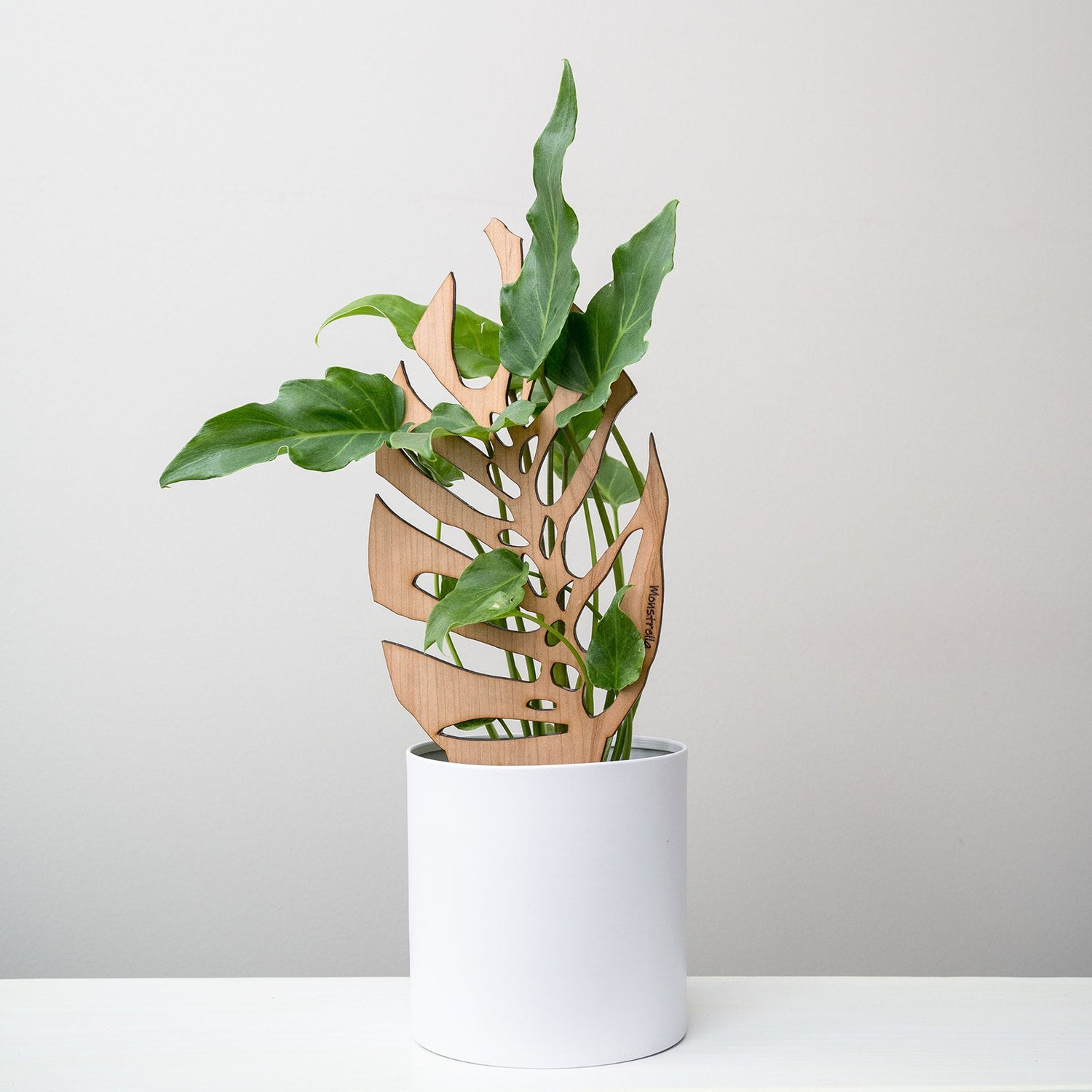 Treleaf 12" monstrella regular staked cherry product photo